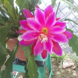 Meet your Posher, Sylvia